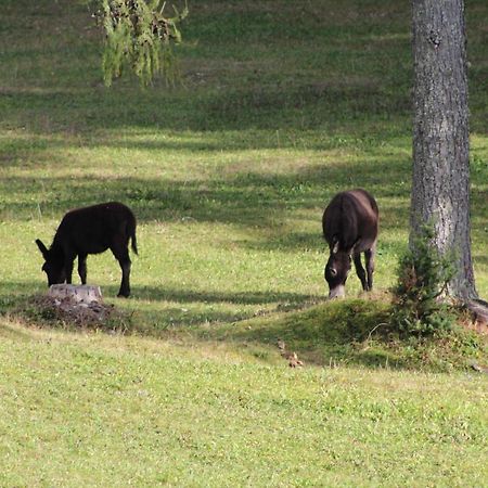 Willa Planinska Hisica Pod Macesni - Bohinj Srednja Vas v Bohinju Zewnętrze zdjęcie
